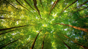 Desktop Wallpaper Green Trees Forest Leaves Spring 4k HD