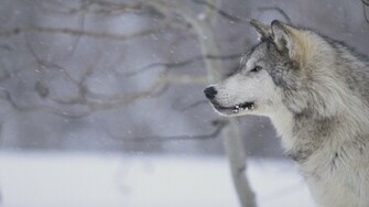 Wolf Wallpaper Pictures