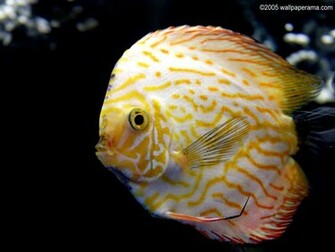 Discus Fish Wallpaper HD Background Image Pictures