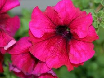 Pink Flower Desktop Pc And Mac Wallpaper Car Interior
