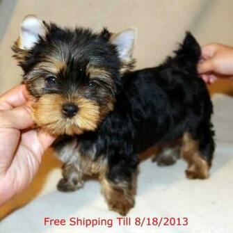 Pictures Of Teacup Yorkies