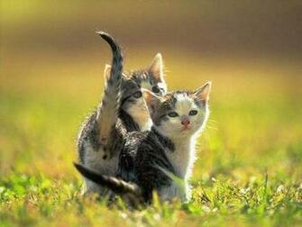 Cute Kittens Wallpaper