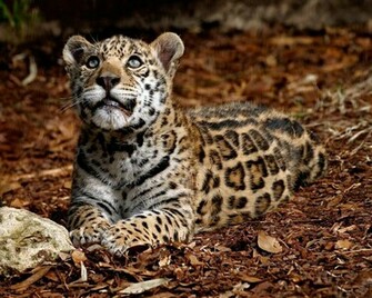 Wallpaper Et Fond D Cran Leopard Cub