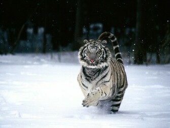 Running White Tiger HD Wallpaper