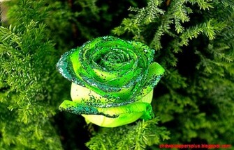 Green Rose Wallpaper HD Plus