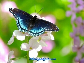 Name Natural Beauty Wallpaper Jpgs 14769size Kb