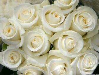 White Roses