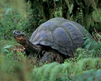 Tortoise Wallpaper HD 1gm1764 4usky