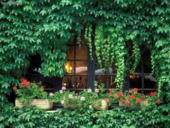 Ivy Vine Wallpaper