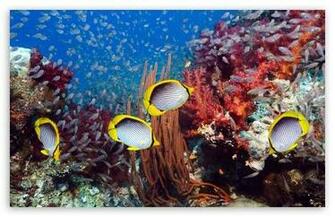 Coral Reef And Tropical Fish HD Desktop Wallpaper High Definition