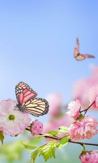 Flowers In Various Vivid Colors Then Spring Live Wallpaper Is