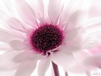 Anamika S Collections Cool Flower Wallpaper