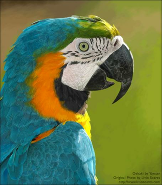 Realism Blue And Yellow Macaw By Yayster