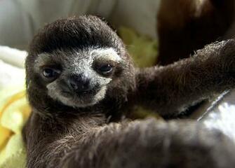 Three Toed Sloth Pics