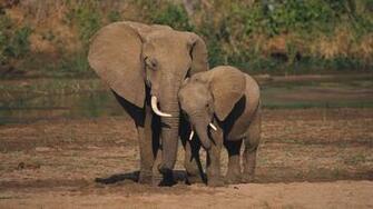 HD Elephants Wallpaper And Photos Animals
