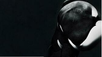 Blackfish Wallpaper