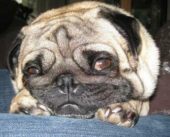Mops Pug Carlin Wallpaper