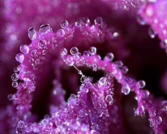 Violet Flower Wallpaper HD
