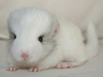 Chinchilla Wallpaper Animals Town