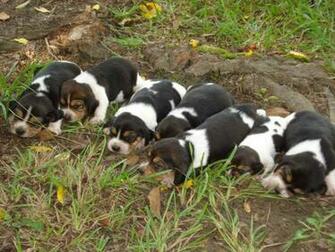 Beagle Funny Baby Wallpaper