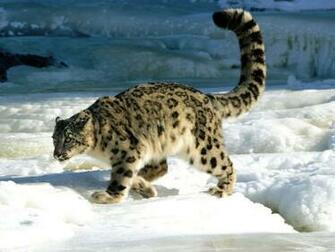 Snow Animals Wallpaper Leopards