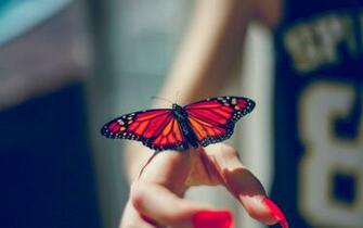 Wallpaper Butterfly Insect Hand 4k Ultra HD