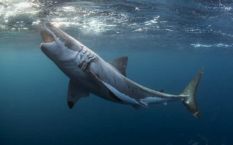 Great White Shark Wallpaper HD