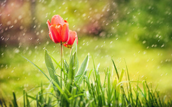Top Most Beautiful Rain Wallpaper Full HD 4k To Use