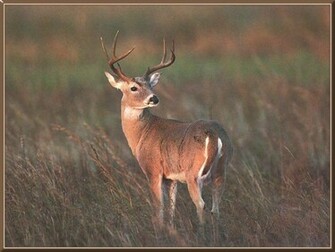 Source Url Jobspapa Deer Wallpaper Whitetail Html