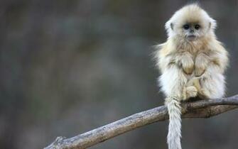 Cute Monkey Wallpaper Image