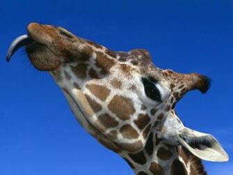 Chaosgiraffe Wallpaper For Your Giraffetitle Here
