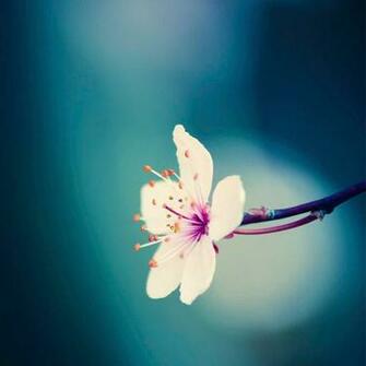Spring Flower iPad Wallpaper