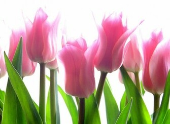 Tulips Flowers Wallpaper Image Pictures Pixhome