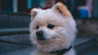 Pomeranian Cpf9mf9wlm8hf4ho Wallpaper