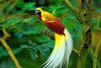 Birds Of Paradise Wallpaper