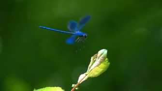 Dragonfly Beautiful Insect Landing On Flower Green Background