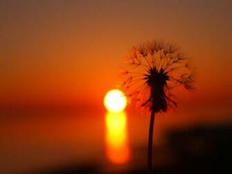 Sunset Summer S Image HD Wallpaper High Quality