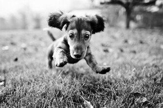 Home Animals Dogs Photo Tags Black White