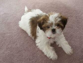 Playing Shih Tzu