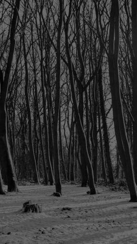 Cold Winter Forest Snow Nature Mountain Dark iPhone Wallpaper