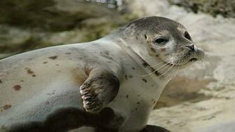 Sea Lion Wallpaper