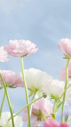 Flower Lg G2 Wallpaper HD