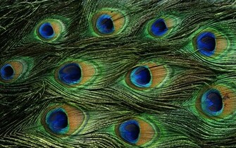 Wallpaper Of Peacock Feathers HD