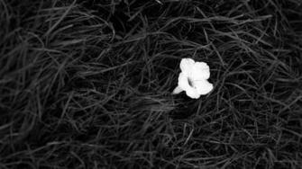 Black White Wallpaper