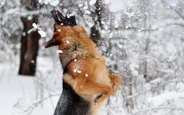 Top Dogs Wallpaper HD Animals