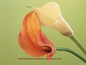 Beautiful Wallpaper Calla Lily Flowers