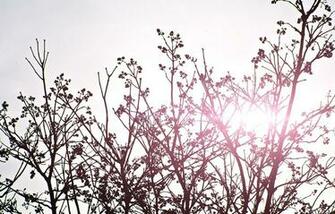 Sky Sunny Summer Bush HD City Wallpaper Places Amazing