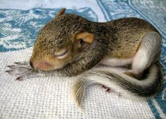 Baby Squirrel Wallpaper Gallery