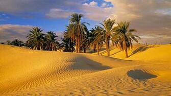 Beautifull Trees Desert Wallpaper HD