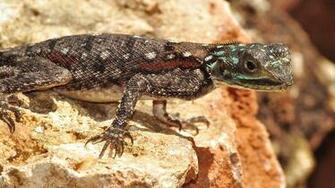 Best Image About HD Lizard Wallpaper